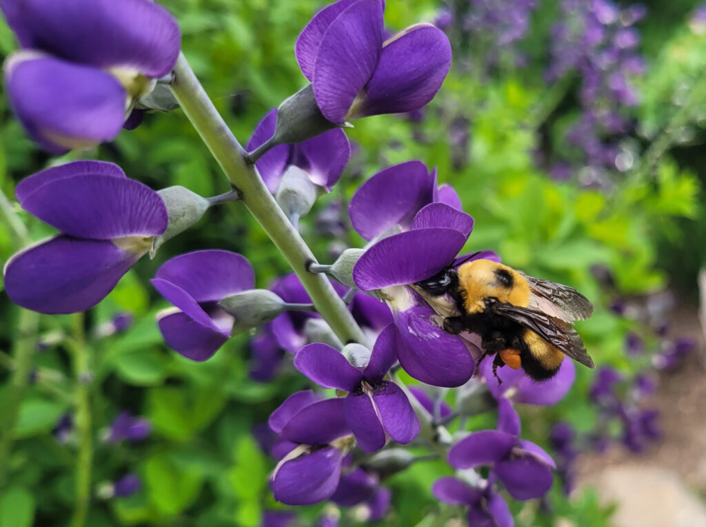 Bumblebee on babtisa