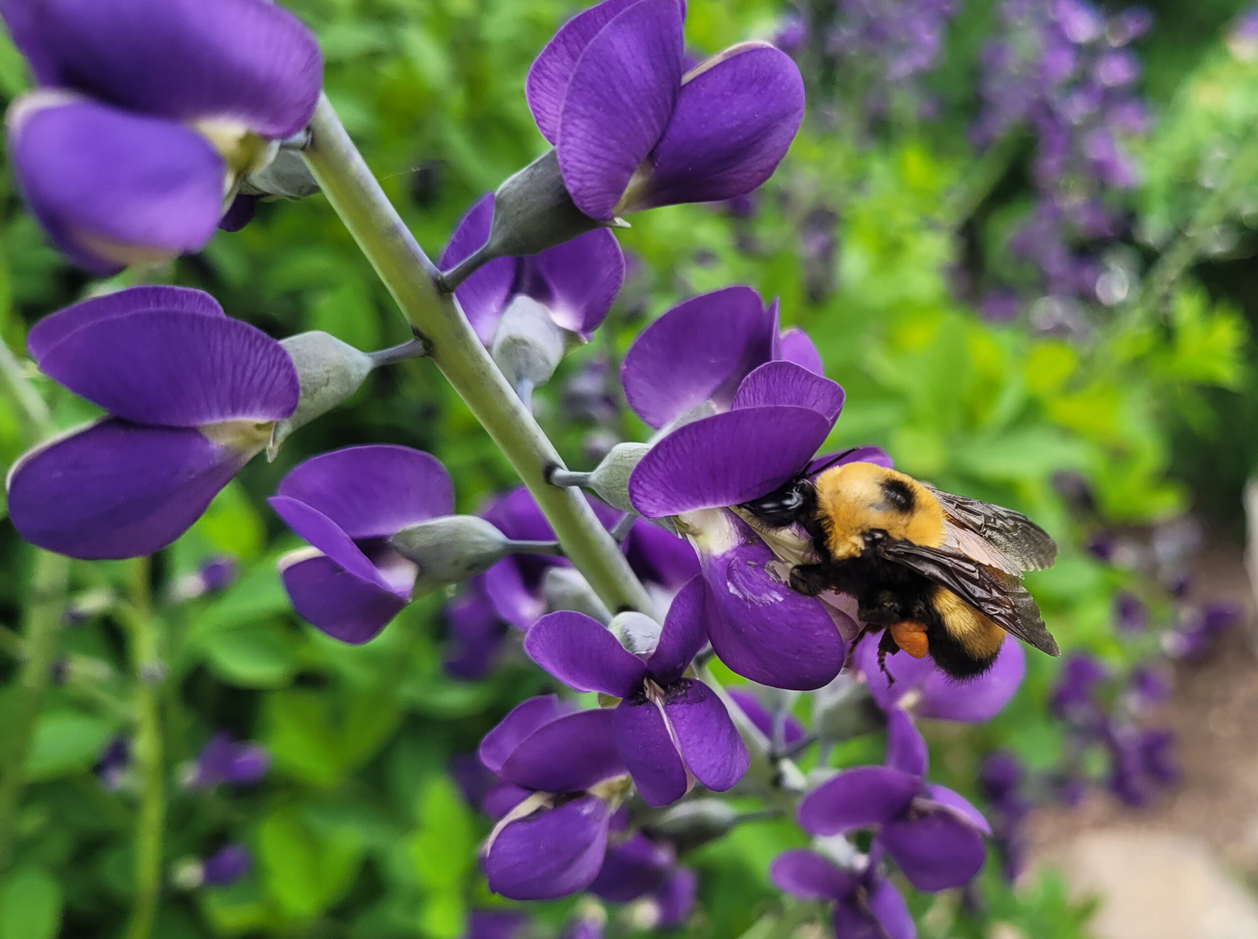 Gardener applying compost around healthy, well-spaced plants in a vegetable garden. 