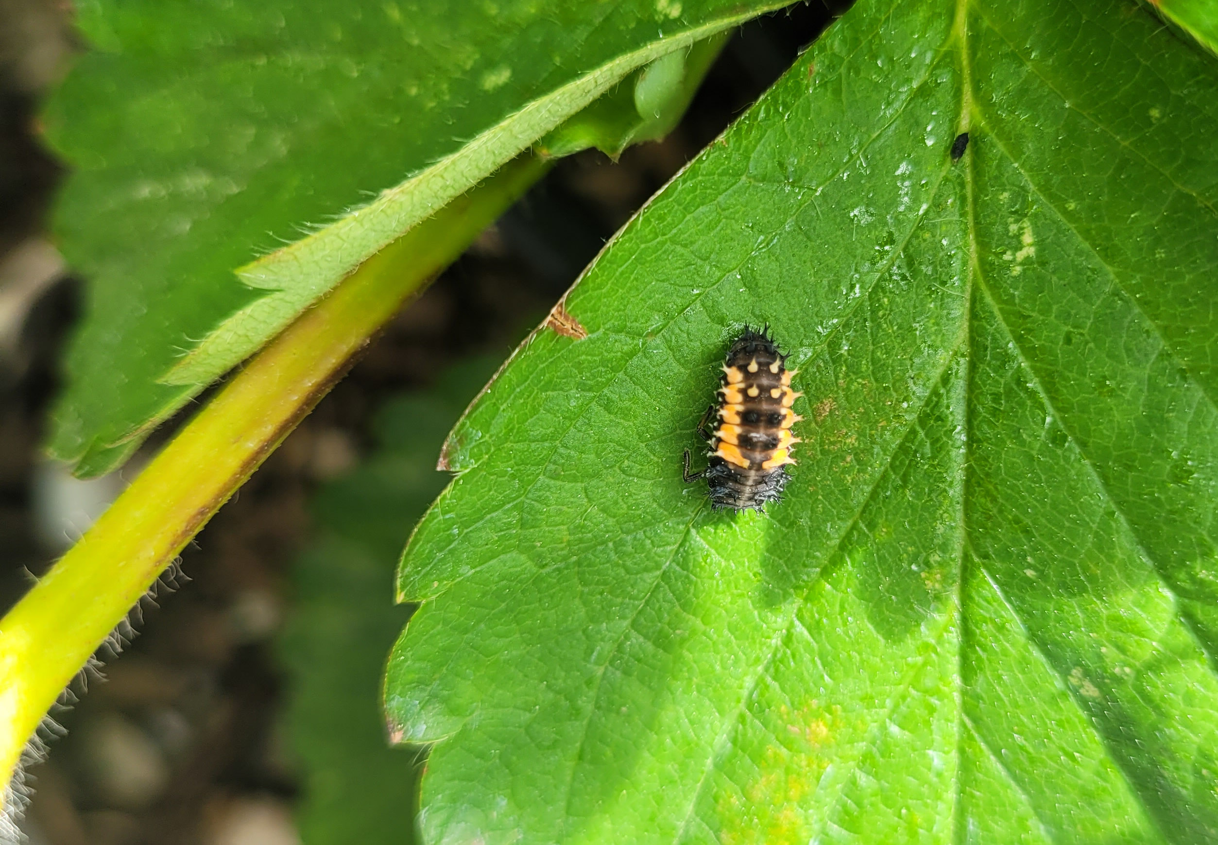 Ladybug larva