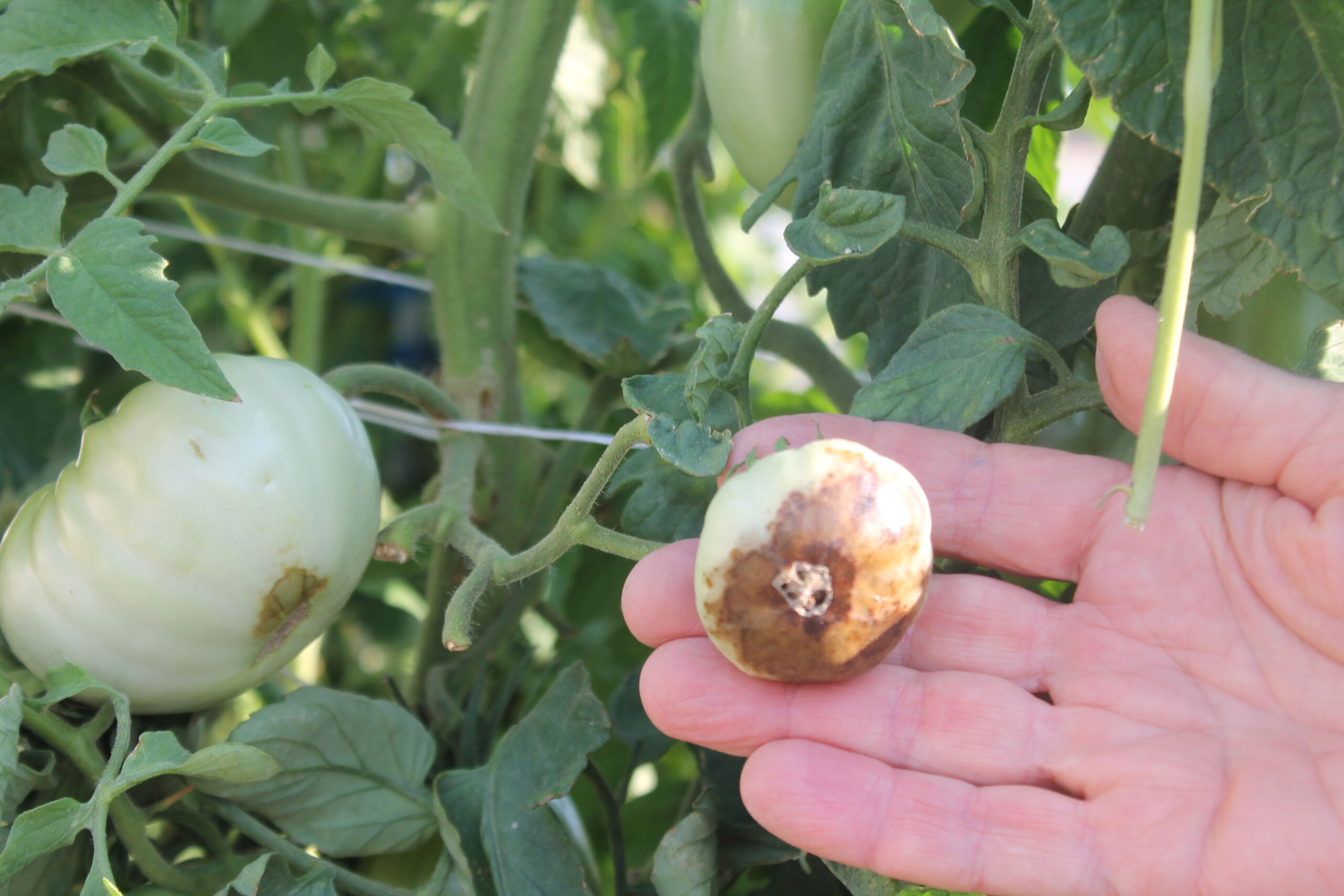close up of a small spider mite on a dying leaf