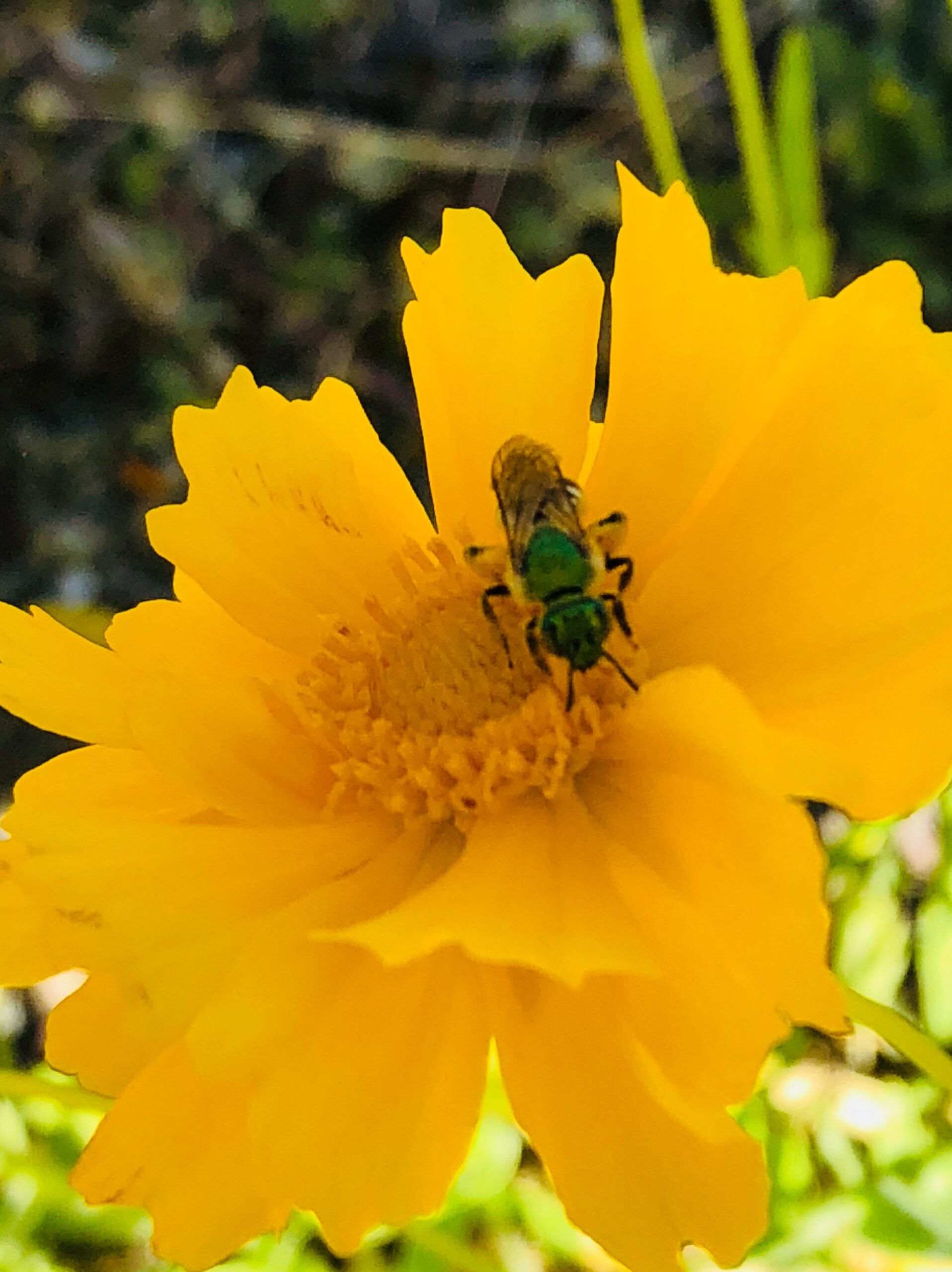 People examining native plants.