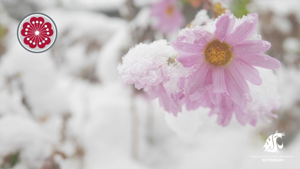 Zoom background with pink cosmos covered in snow