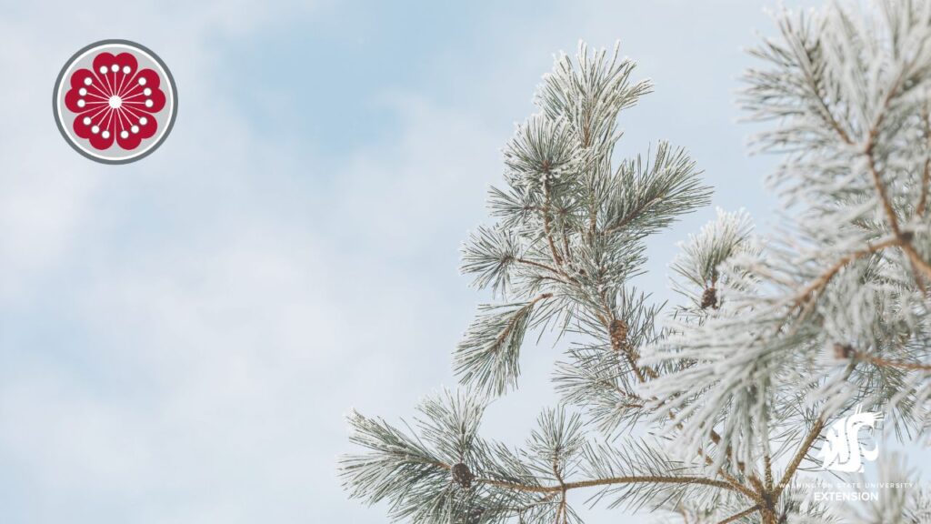 Zoom background of frost pine branch against blue sky.