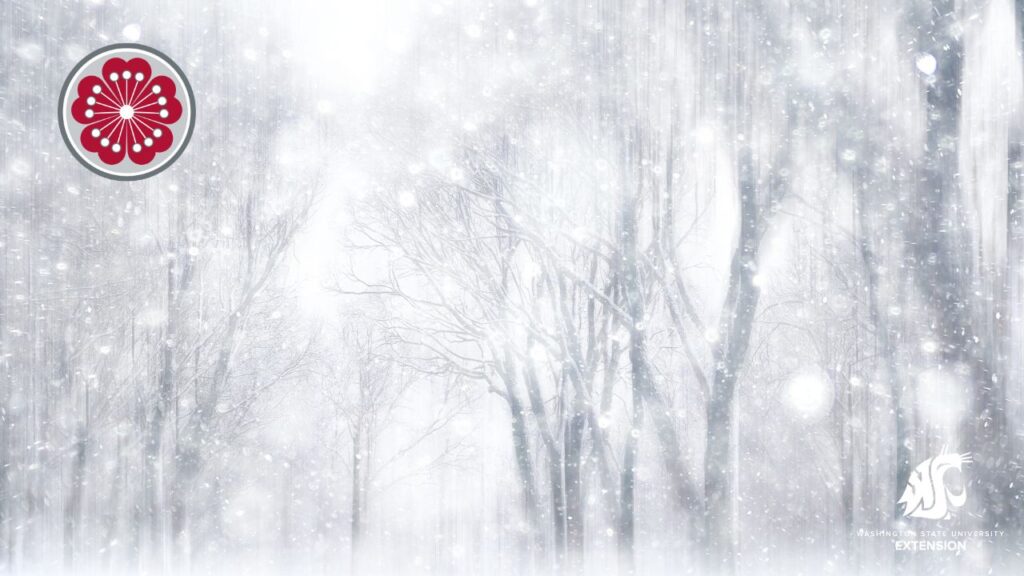 Zoom background of wintery deciduous trees.