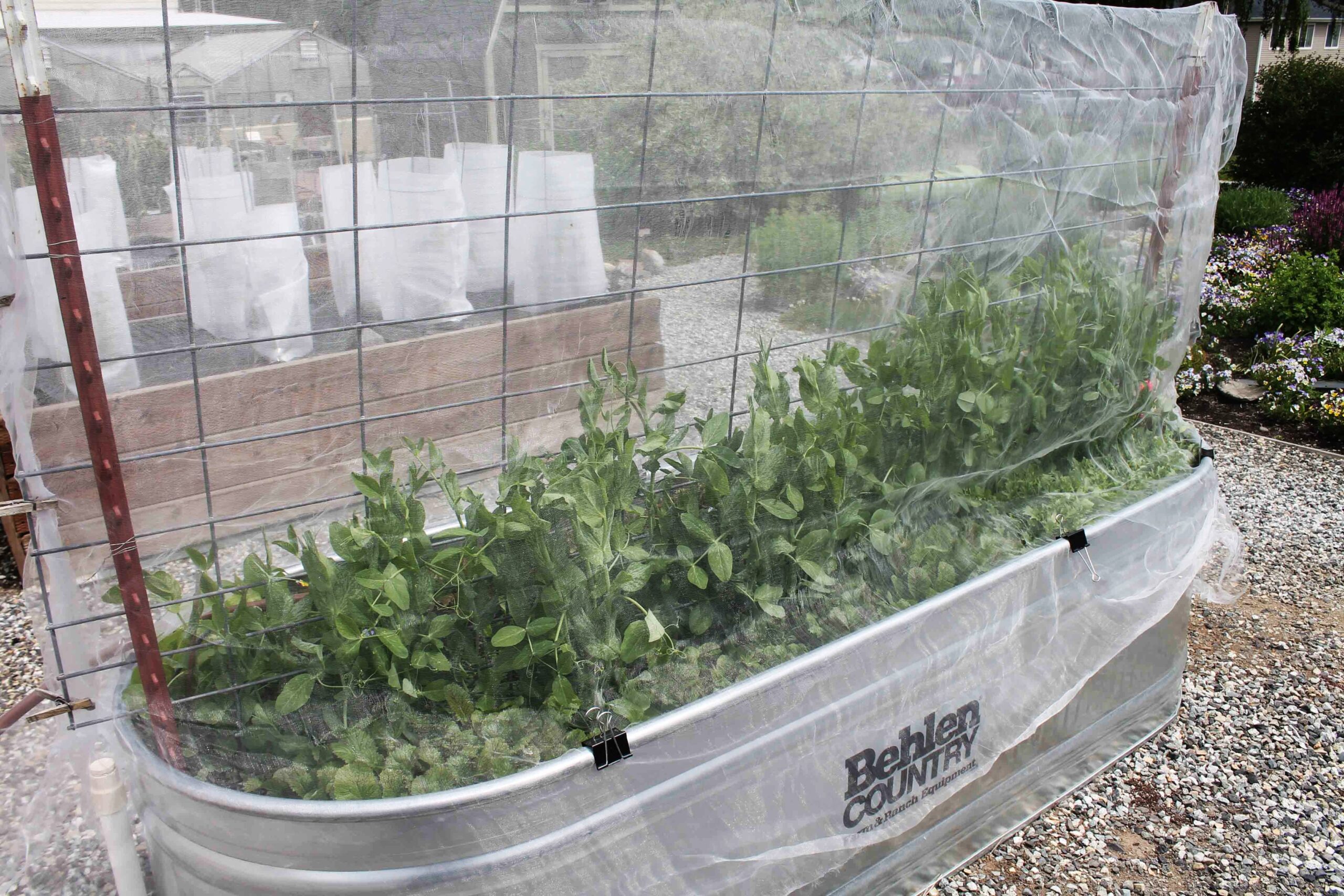 Peas covered with row cloth