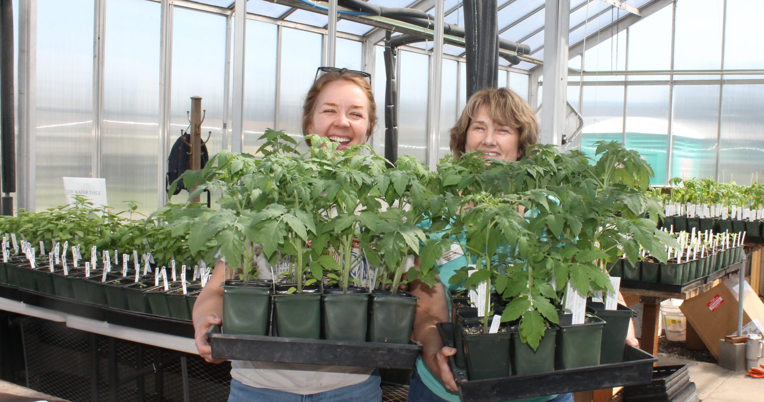 Master gardeners showing tomatoes in a greenhouse