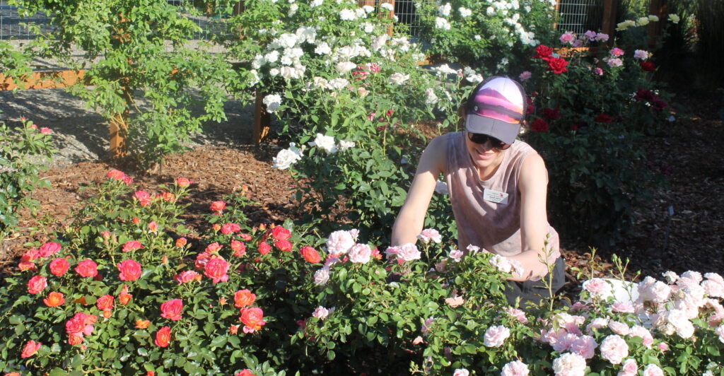 Master gardener working in a demonstration garden