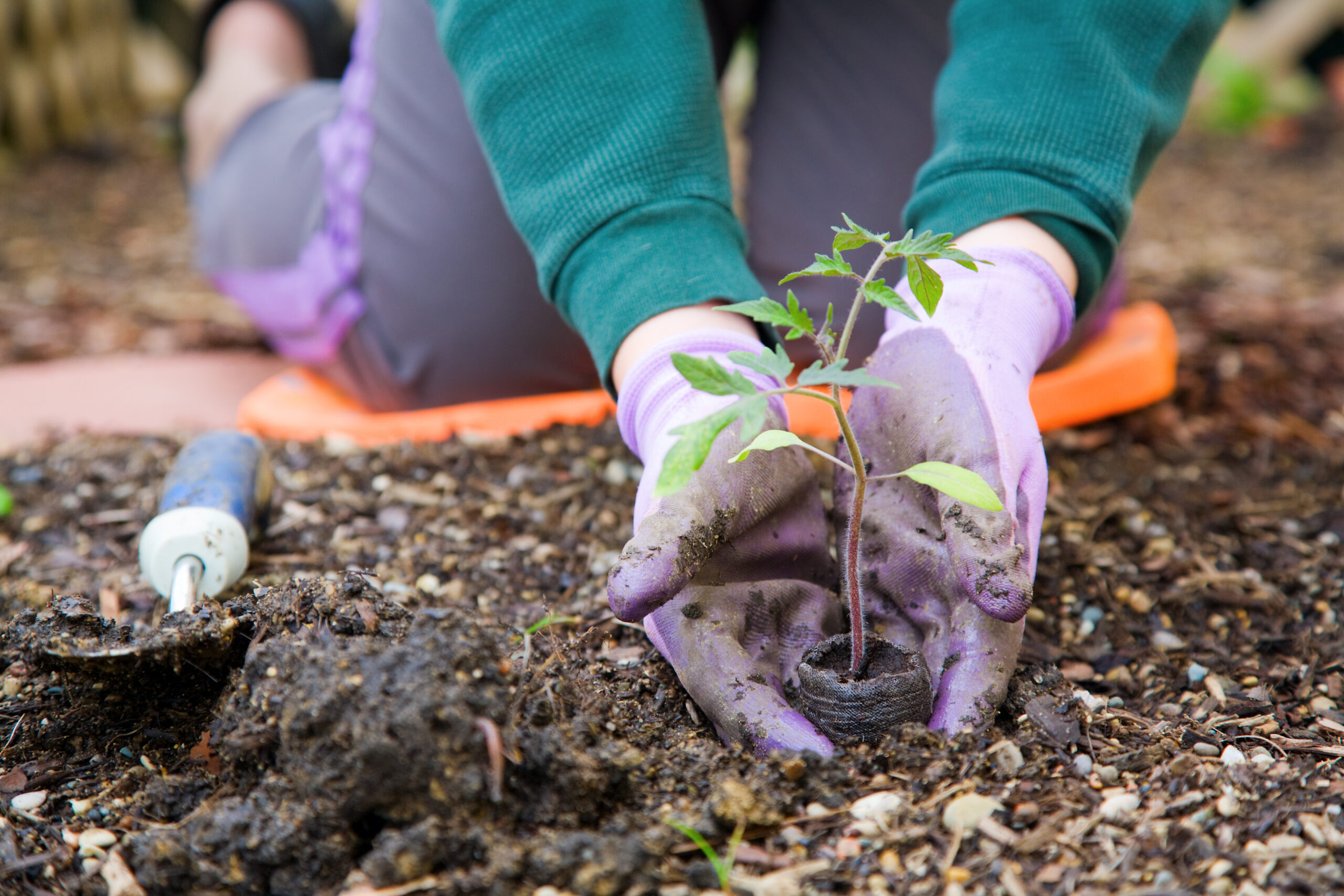 Gardener planting a tomato seedling