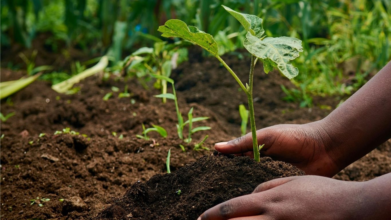 Hands planting a tomato plant.