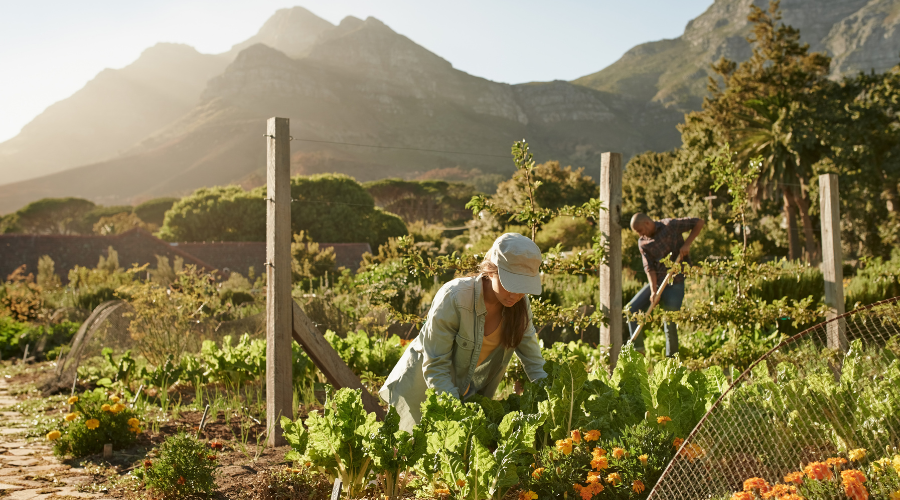 Couple gardening in a dry climate.