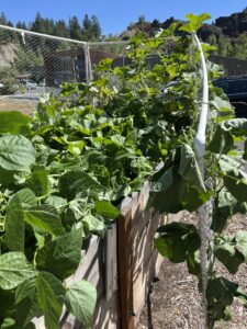 Green beans growing on trellises in Spokane