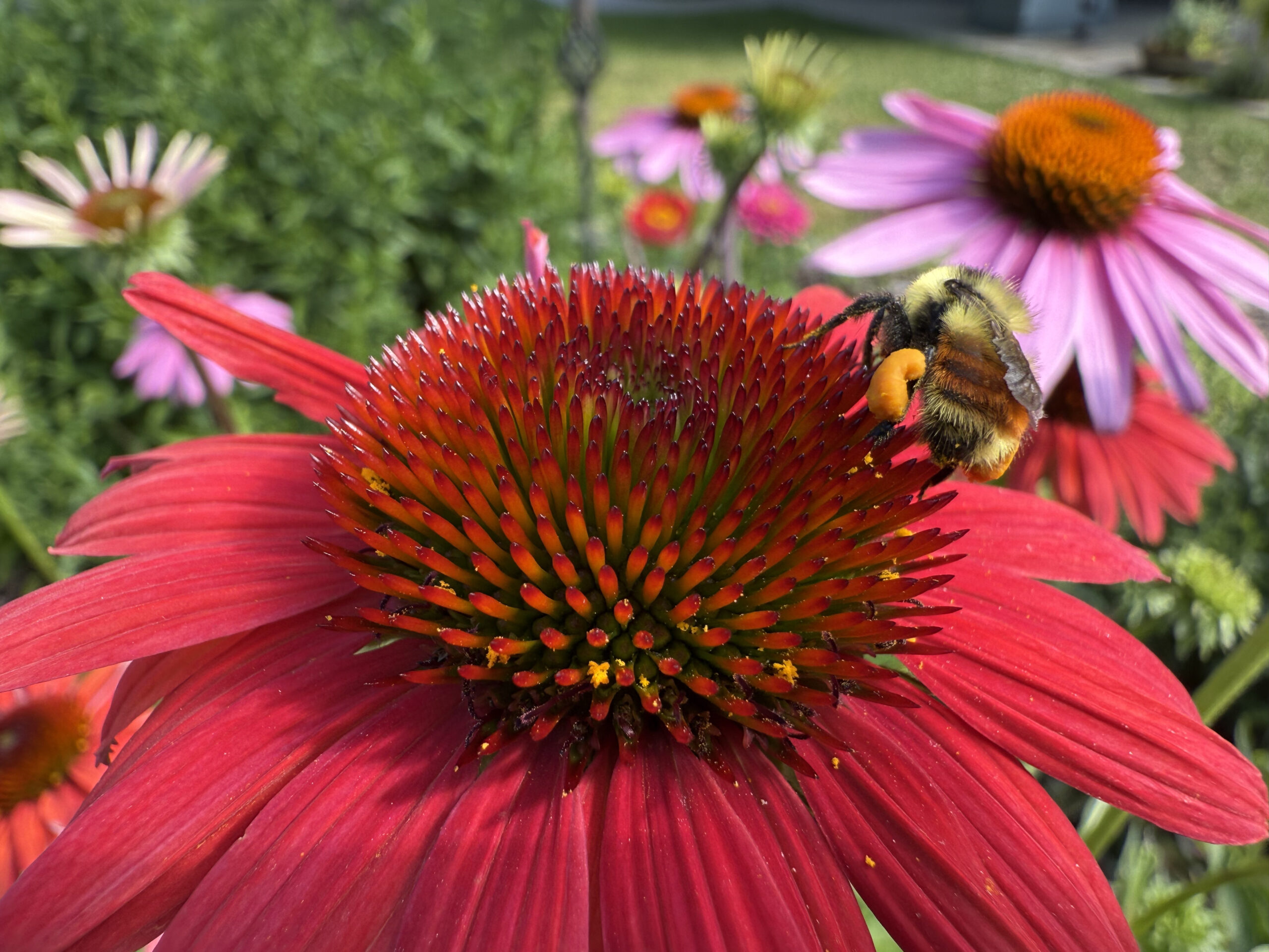 Bumblebee on red flower