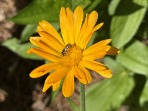 Small bee on yellow flower.
