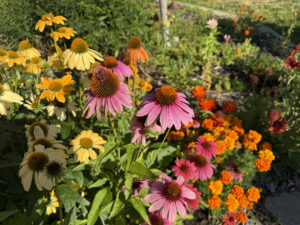 Colorful flowers