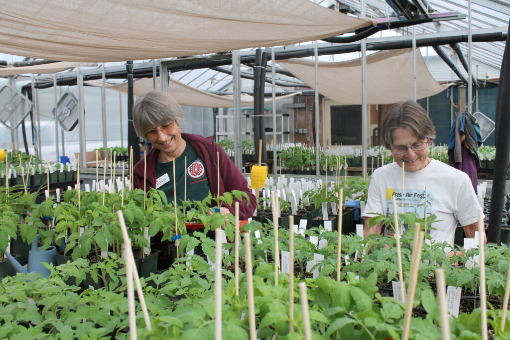 Master gardeners preparing plants for an upcoming plant sale.