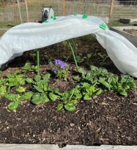Crop cover to protect lettuce in raised bed garden
