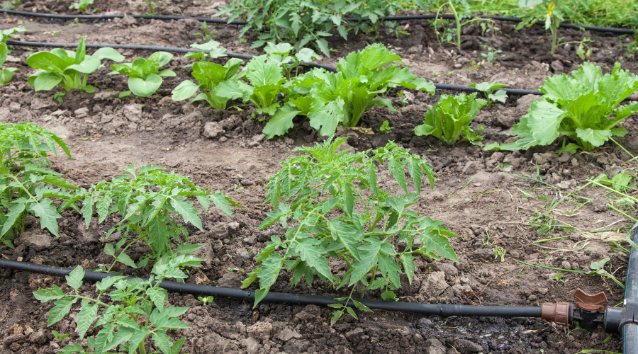 Drip irrigation system in a vegetable garden.