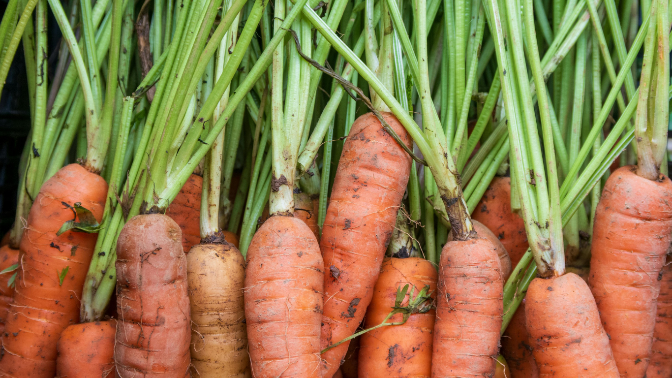 Carrots fresh out of the garden