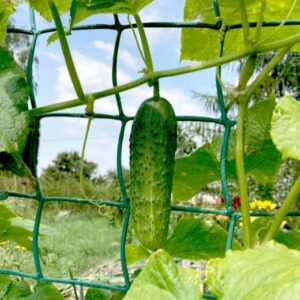 Cucumber vine
