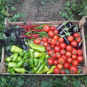 Box of freshly harvested vegetables.