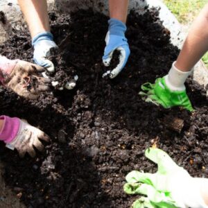 Gloved hands in soil