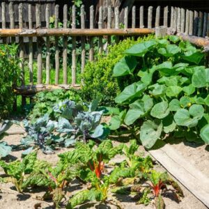 Garden of squash and beets