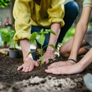 Two people planting a garden