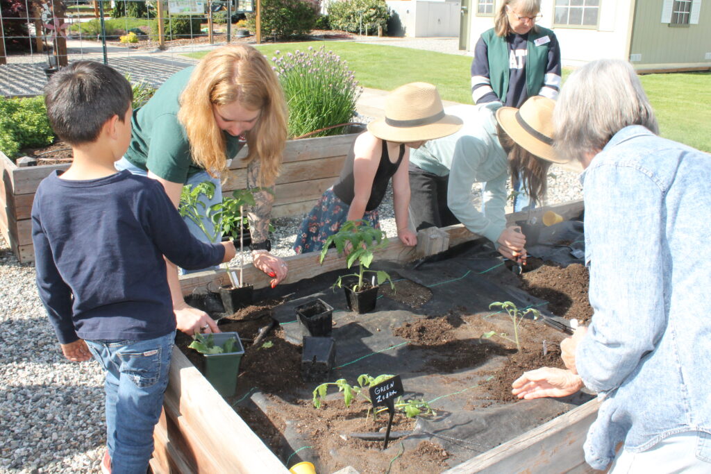 Master Gardeners teaching kids how to plant peppers