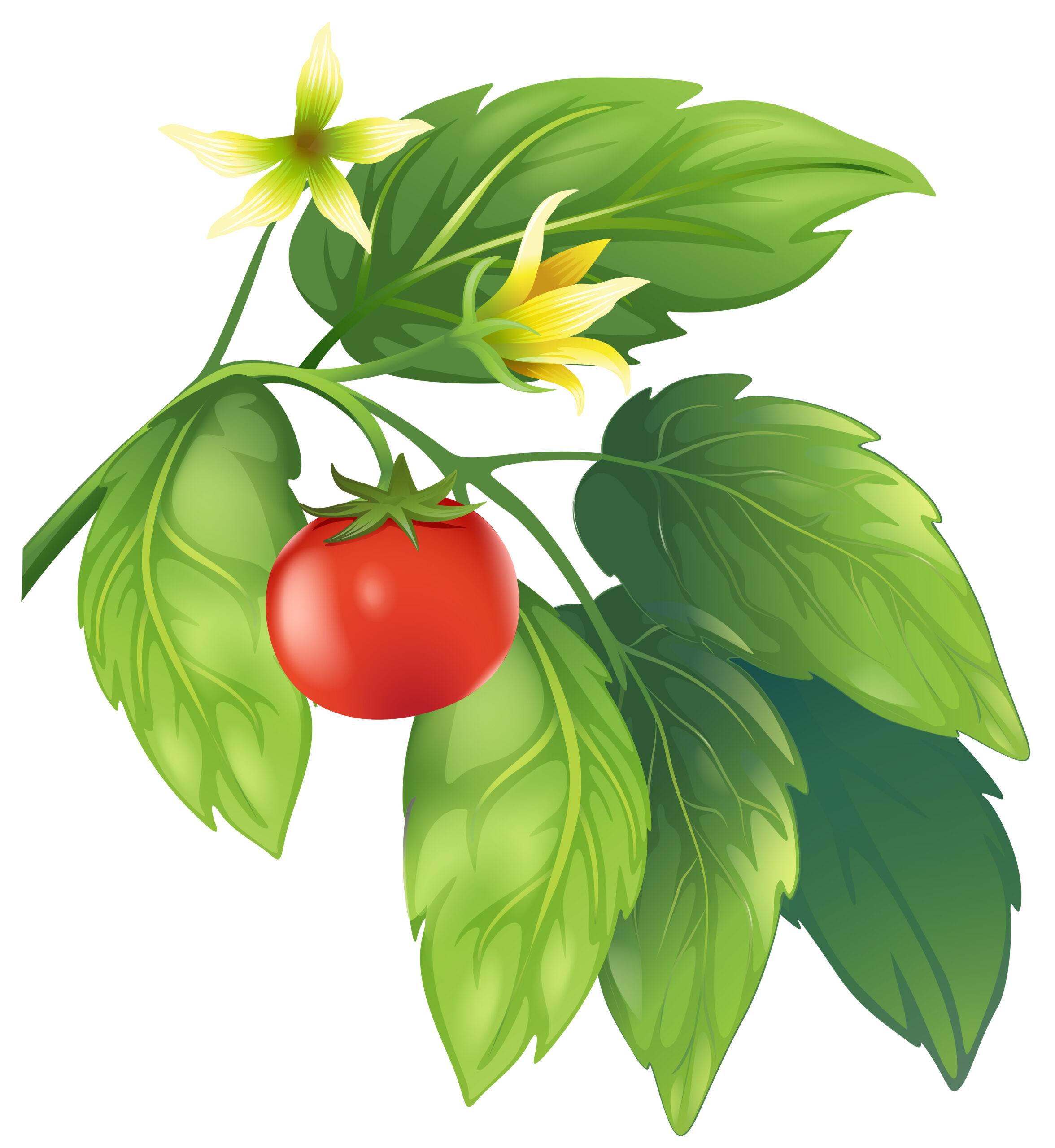 Tomato on vine graphic
