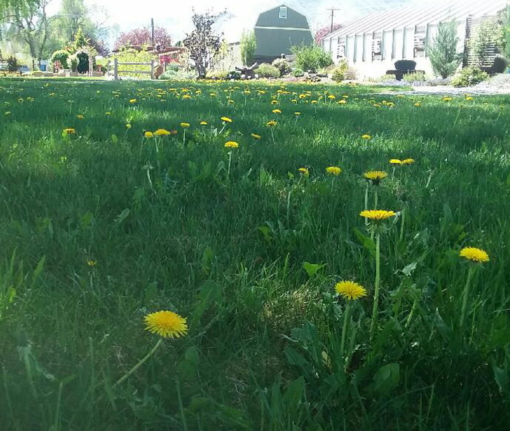 Lawn with dandelions.