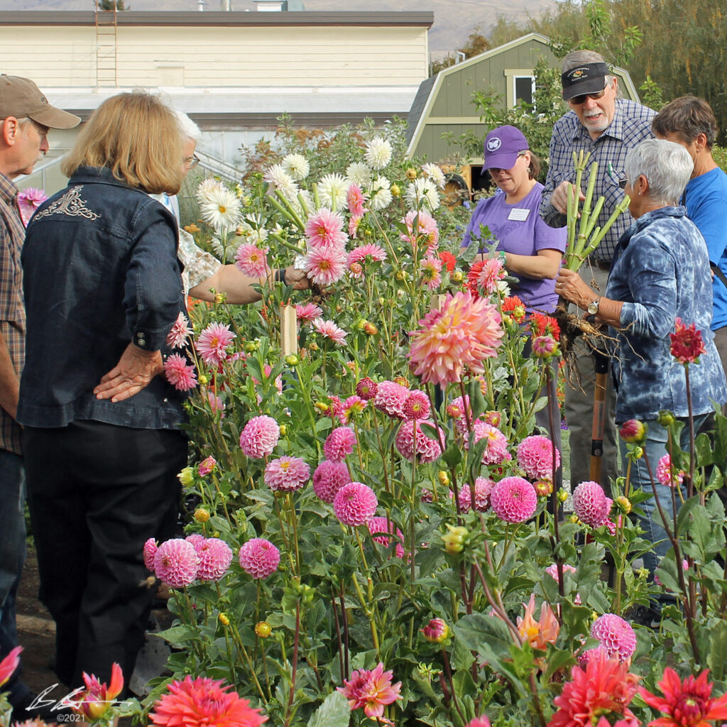 People learning about dahlias in an outdoor classroom.