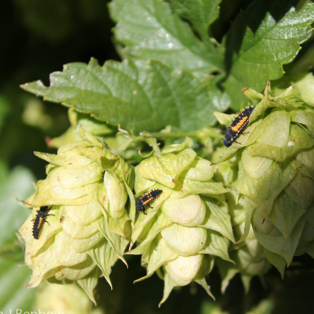 Ladybug larva on hops.