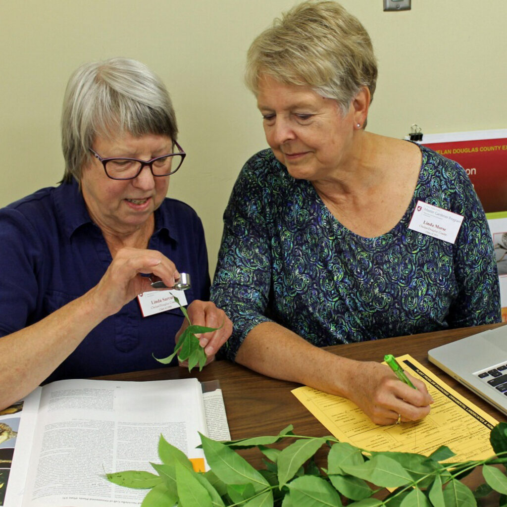 Two Master Gardeners are diagnosing a plant problem.