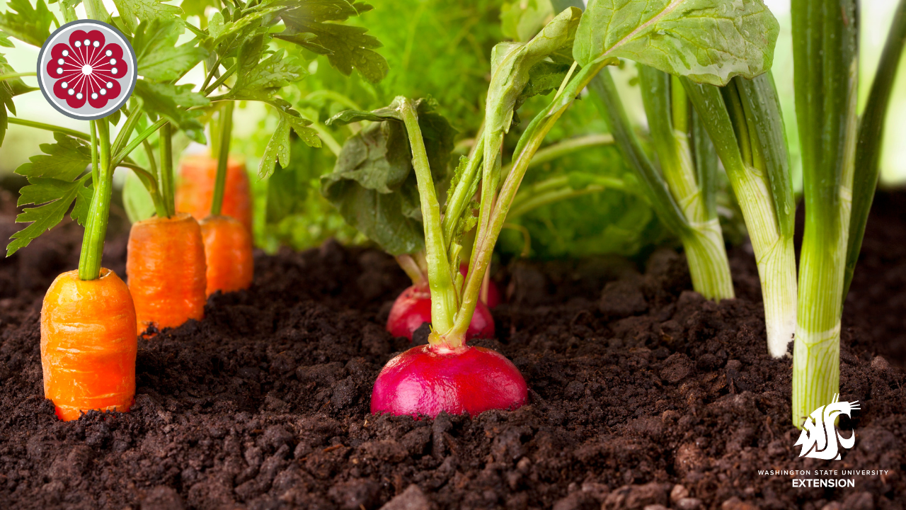 Local food zoom backgrounds root vegetables