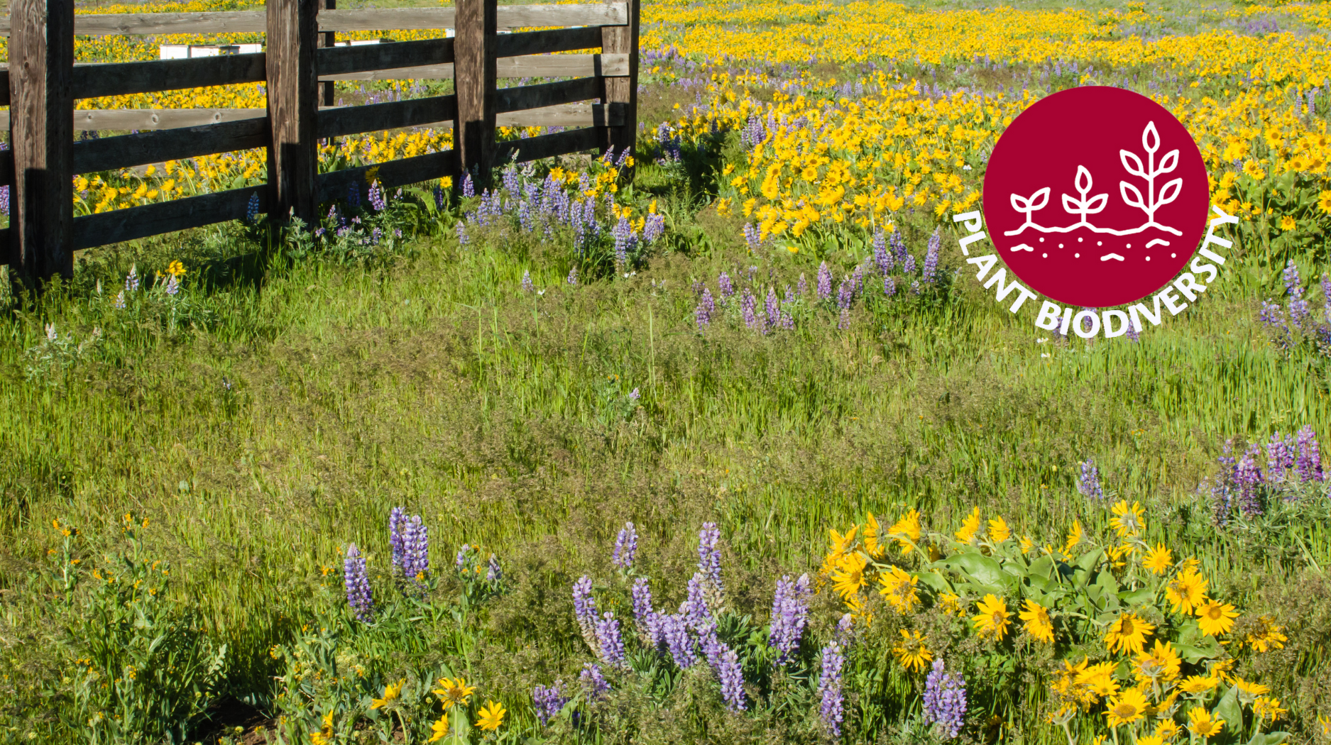 Field of wildflowers.