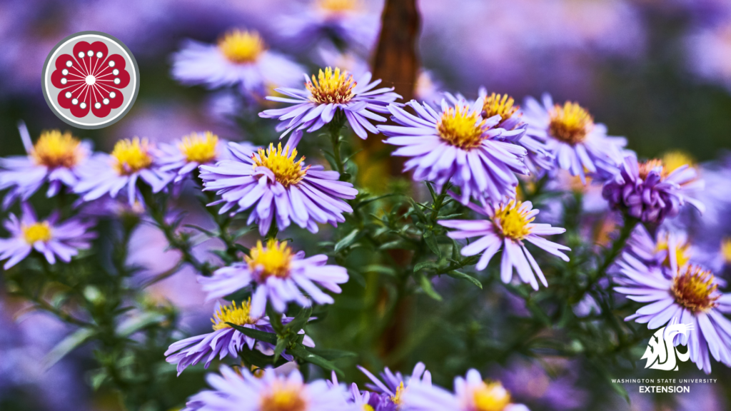 Plant biodiversity asters zoom background.