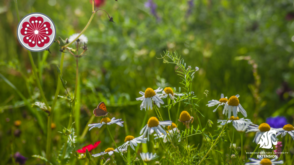 Plant biodiversity wildflowers with butterfly zoom background.