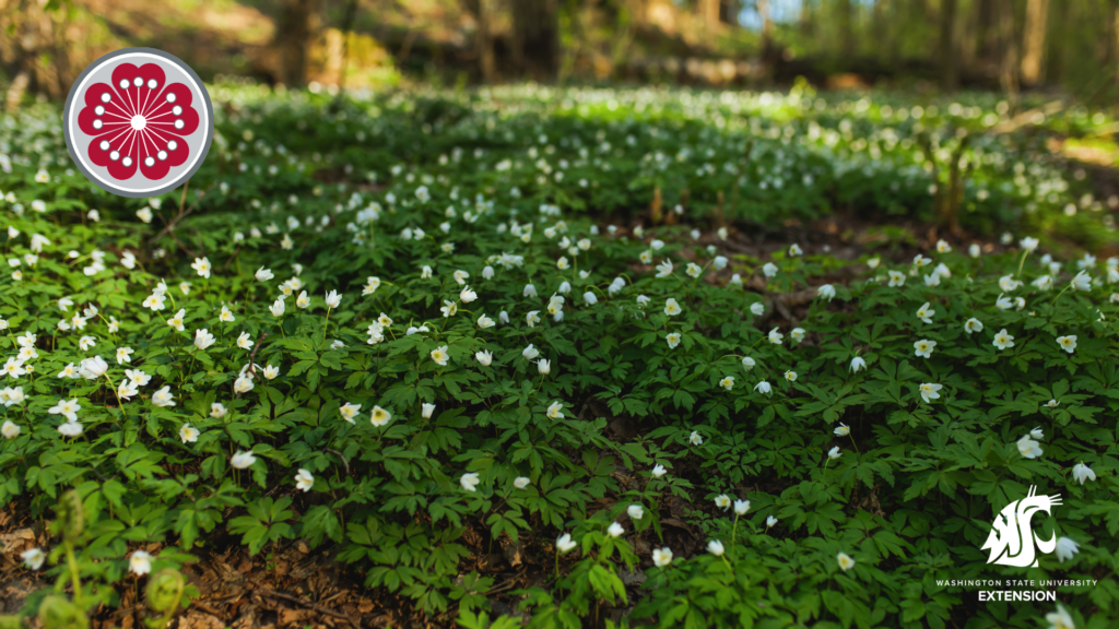 Plant biodiversity white flowers zoom background.