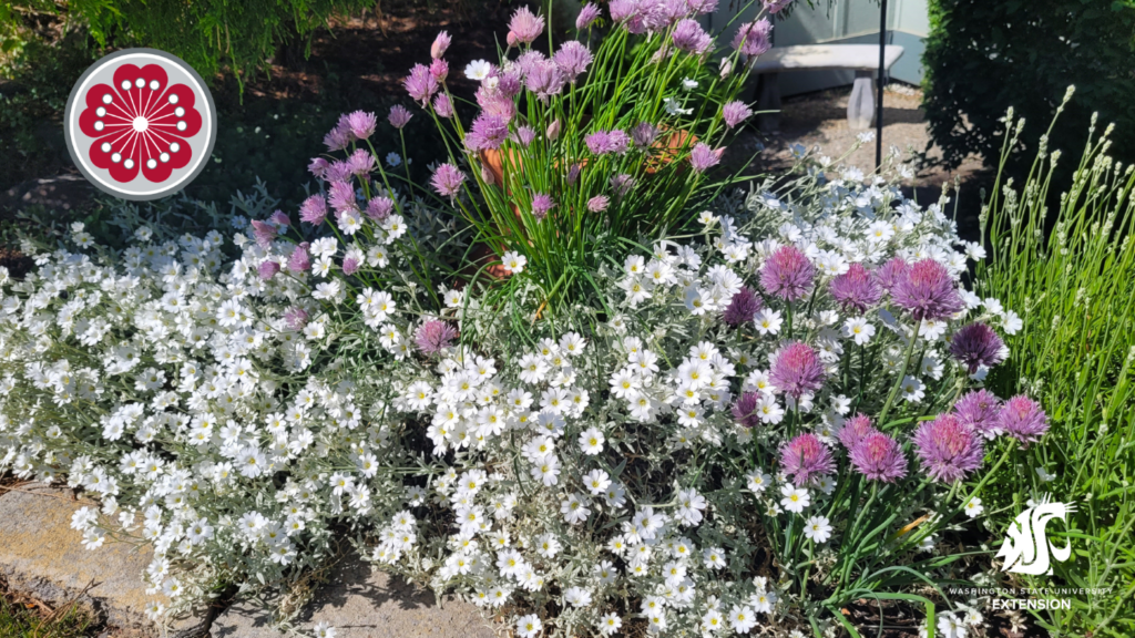 Plant biodiversity zoom background