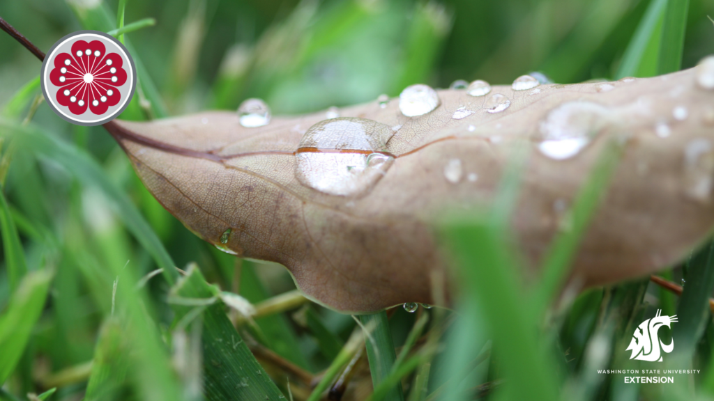 Zoom background water on leaf.