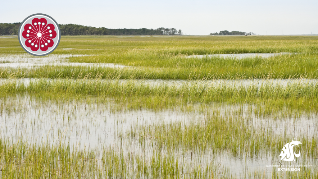 Zoom background of field