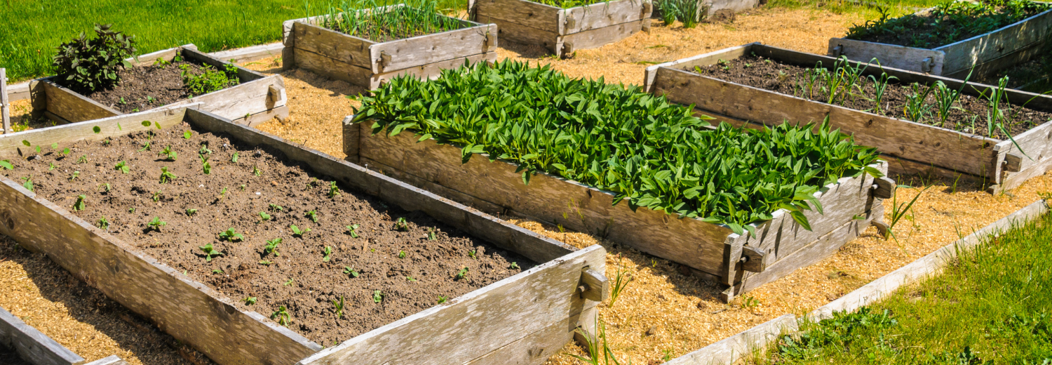 Garden beds ready to plant.