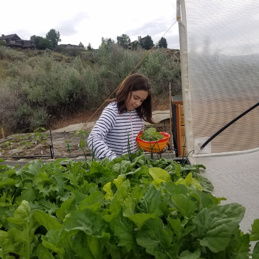Girl harvesting vegetables.