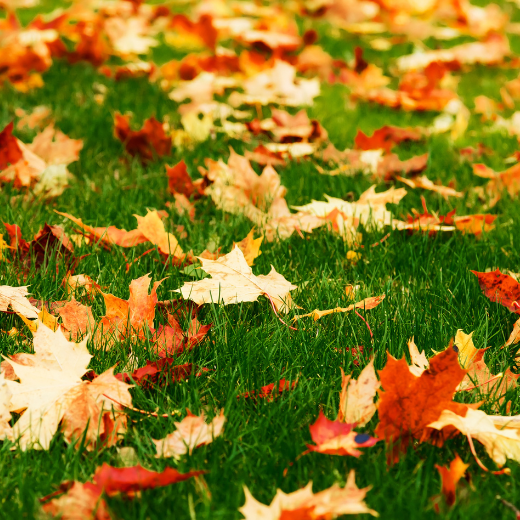 Leaves on lawn.