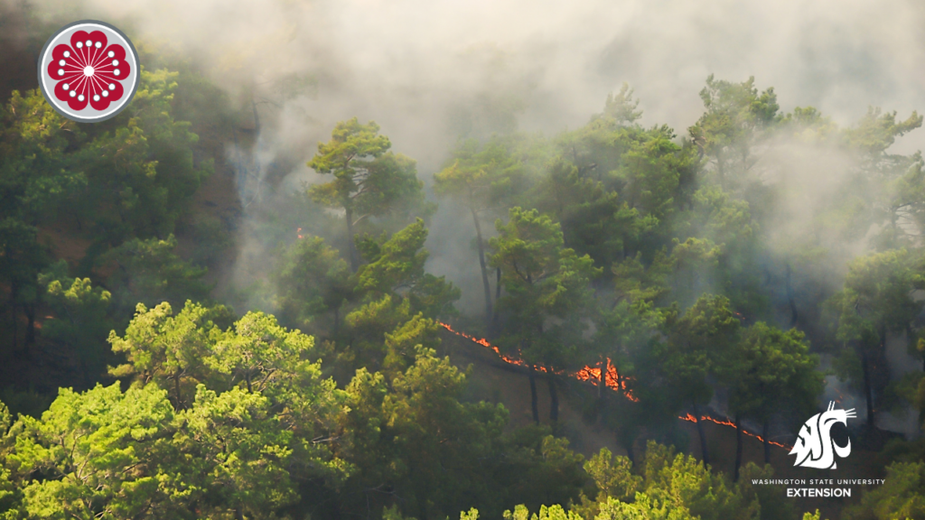 Wildfire burning in forest.
