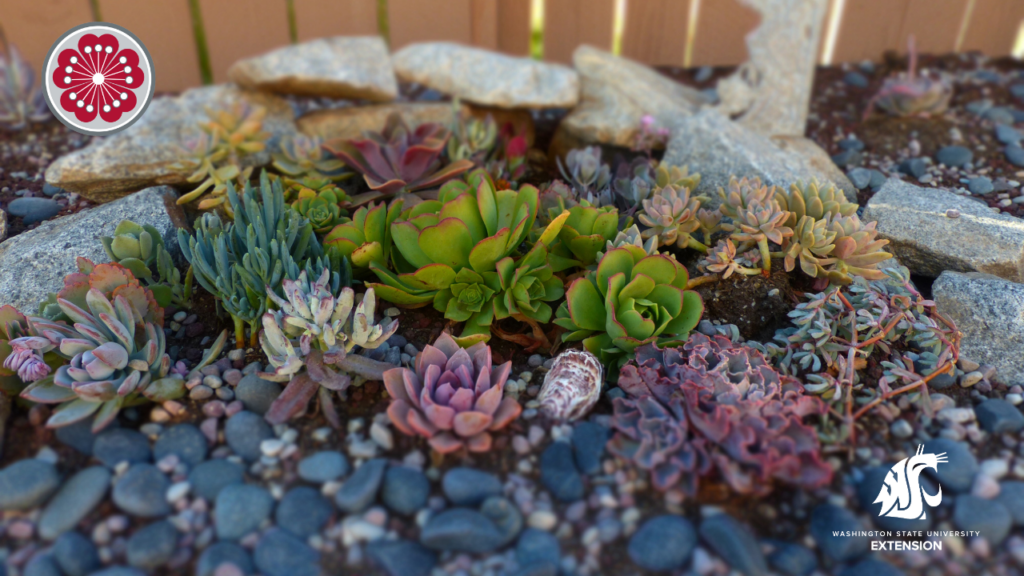Succulents in rock garden