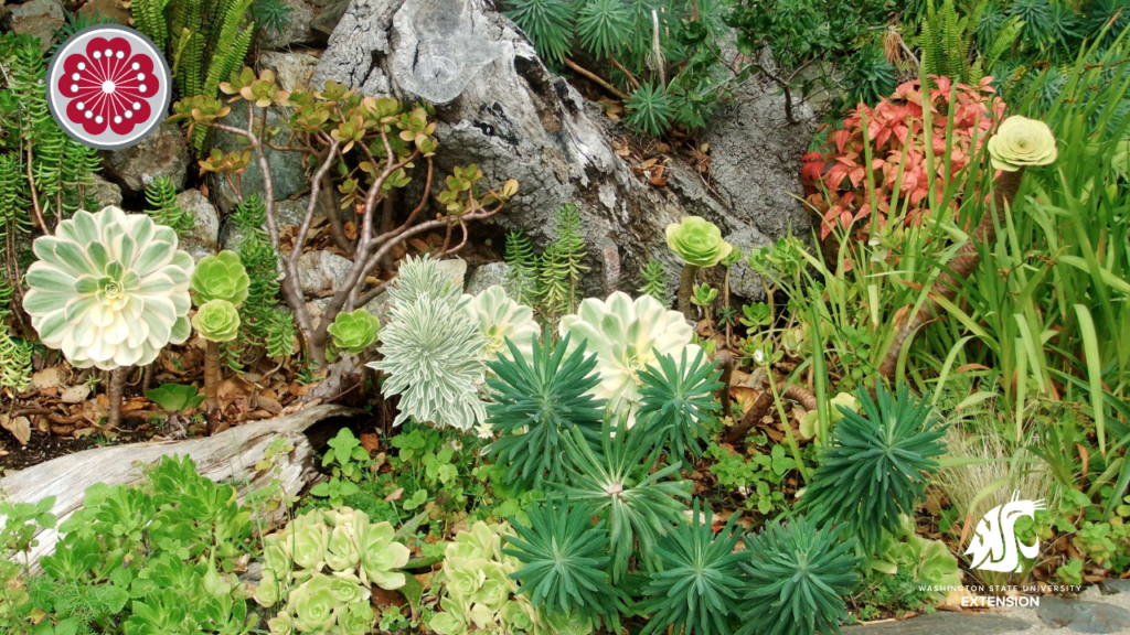 Succulent background