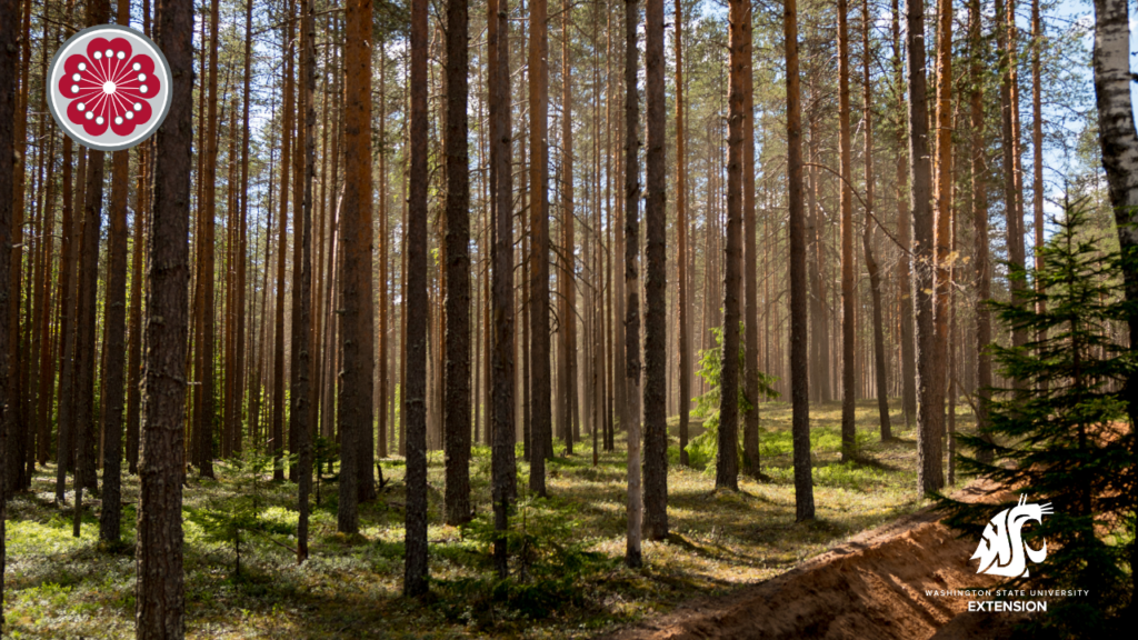 Forest zoom background