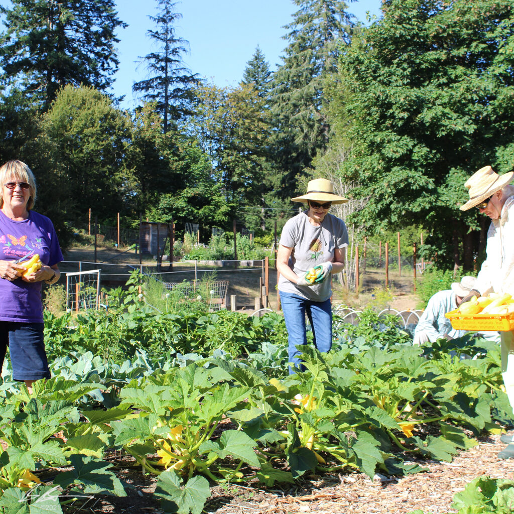 People harvesting squash at a community garden.