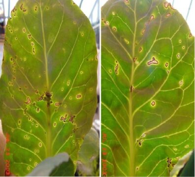 symptoms of Cabbage black rot-7